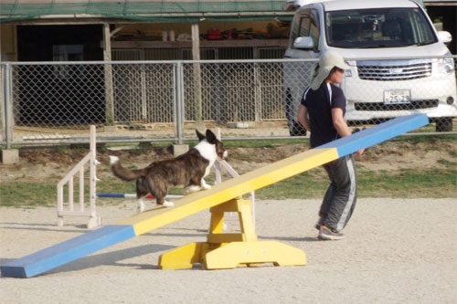 愛犬と一緒に走る一体感